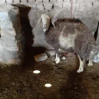 بره قوچ سبز