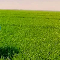 زمین-فروشی-برای-کاشت-پسته-سروستان