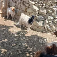 بزمحلی