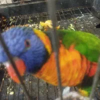 طوطی لوری رنگین کمانی رام و سخنگو