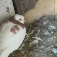 کبوتر|پرنده|محمدیه-قزوین, |دیوار