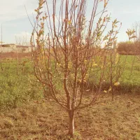 نهال و درختان ۷ساله با ریشه های زیاد وگیرایی واقعی|خدمات باغبانی و درختکاری|شیراز, درکی|دیوار