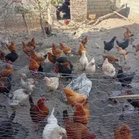 مرغ|پرنده|نقده, |دیوار