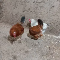 ۳ عدد مرغ تخم گذار