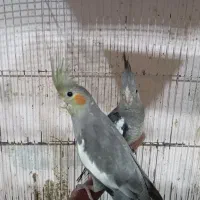 طوطی عروس وایت فیس.سینامون|پرنده|فریدونکنار, |دیوار