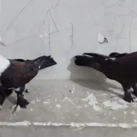 یه جفت کربلایی|پرنده|صادق آباد, |دیوار