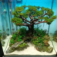 دکور آکواریوم پلنت