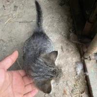 بچه گربه