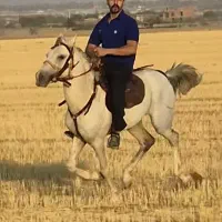 اسب کرد ۵ساله سواری..|اسب و تجهیزات اسبسواری|اراک, |دیوار