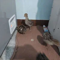 فروش جوجه بوقلمون ۳۰روزه