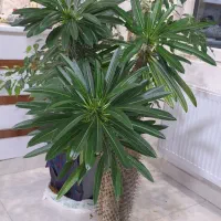 گل نخل ماداگاسکار