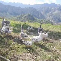 فروش غاز محلی