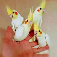 انواع عروس هلندی رام دستی سخنگو نر ماده جوجه بالغ