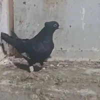 سرک|پرنده|شیراز, سیاه سنگ|دیوار