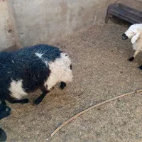 بره ماده