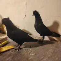 فروش جفت زاغ دمسفید|پرنده|شاهرود, |دیوار