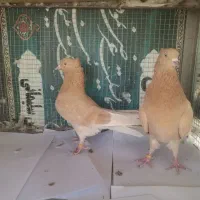 کفتر پرش سنگین