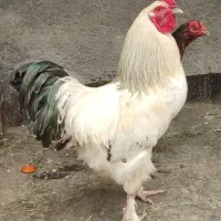 مرغ و خروس برهما لاری