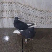 کبوتر اشعل تمیز وجوان|پرنده|اهواز, کوی مندلی(سه راه خرمشهر)|دیوار