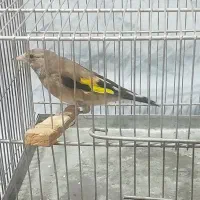 سهره جوجه قفس به شرط نر رام رام معاوضه