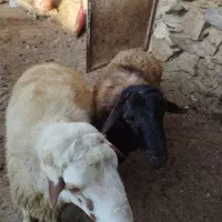 فروش قوچ داشتی|حیوانات مزرعه|دیواندره, |دیوار