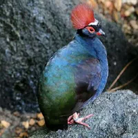 بلدرچین منتیزوما کالیفرنیا روفا آلبینو پرنده زینتی|پرنده|شیراز, دروازه اصفهان|دیوار