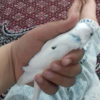 مرغ عشق و کفتر