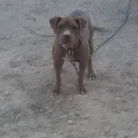 پیتبول|سگ|کرج, باغستان|دیوار