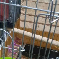 طوطی برزیلی