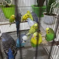 ۷ جفت مرغ عشق حرفه ای|پرنده|هشتگرد, |دیوار
