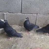 کبوتر زاغ|پرنده|مبارکه, |دیوار