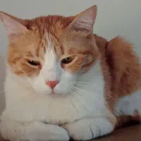واگذاری موقت گربه نر