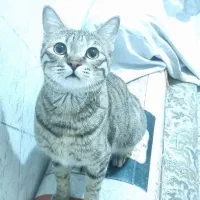 واگذاری گربه