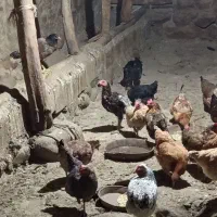 مرغ تخم گذار سالم و سرحال