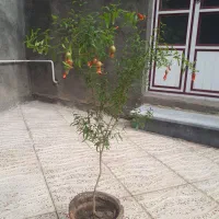 گل انار