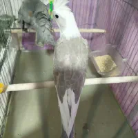 عروس هلندی|پرنده|اسفراین, |دیوار