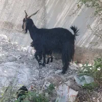 ۴ تا بز و دوتا کهره نر و یک کهره ماده علفخور