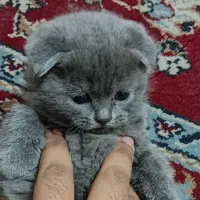 اسکاتیش بلو فولد اصیل