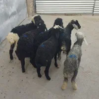 بره بره