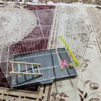 قفس پرنده عروس هلندی