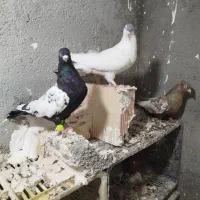 سینه سیاه ماده سینه مشکی نر کاکلی خال دم سبز