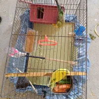 مرغ عشق|پرنده|روانسر, |دیوار