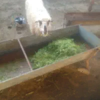 میش|حیوانات مزرعه|امیدیه, |دیوار