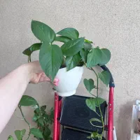 گل پتوس و سانسوریا