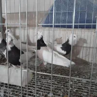 کبوتر طوقی|پرنده|ساوه, |دیوار