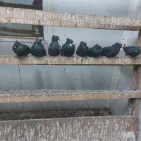 کبوتر دم سفید|پرنده|رشت, جانبازان|دیوار