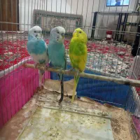سه جفت مرغ عشق