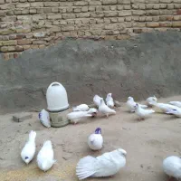 چند تا کبوتر سفید کاکلی و ساده نوک ریز|پرنده|ملکان, |دیوار