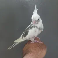 عروس هلندی ابلغ آلبینو