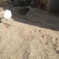 بقلمون ماده|حیوانات مزرعه|هیرمند, |دیوار